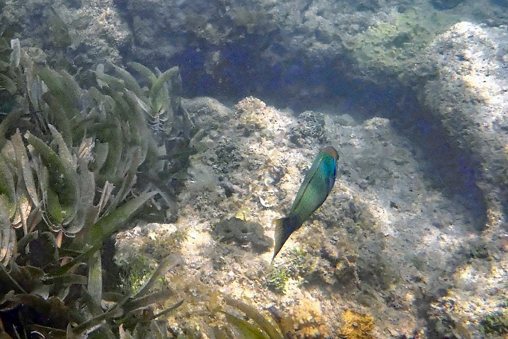 Kenia (532).jpg